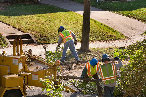 Trusted South Highpoint, FL Tree Removal and Landscaping Services Experts